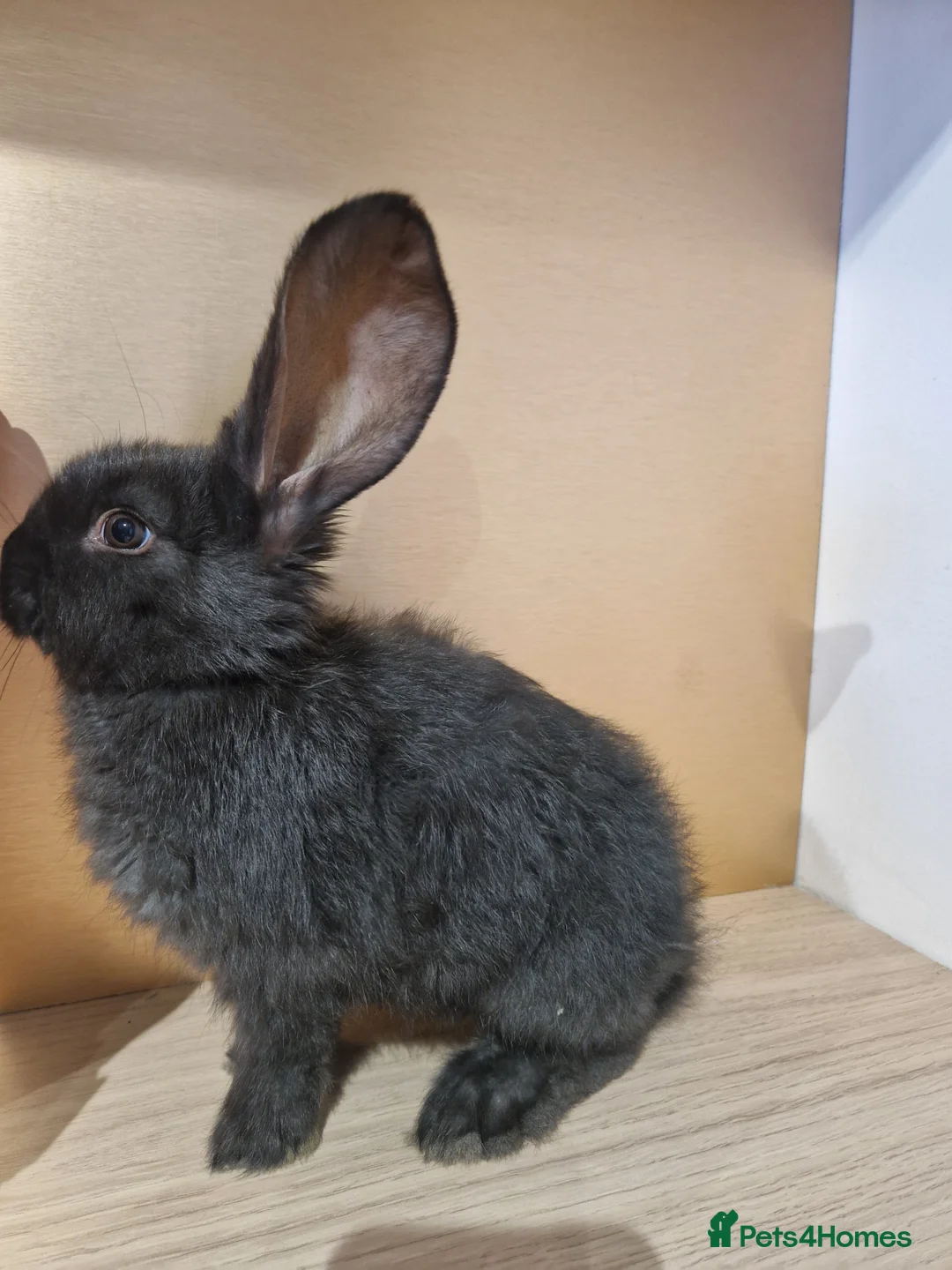 Continental Giant rabbits for sale: Continental Giant Blue  in Carlisle - Advert 9