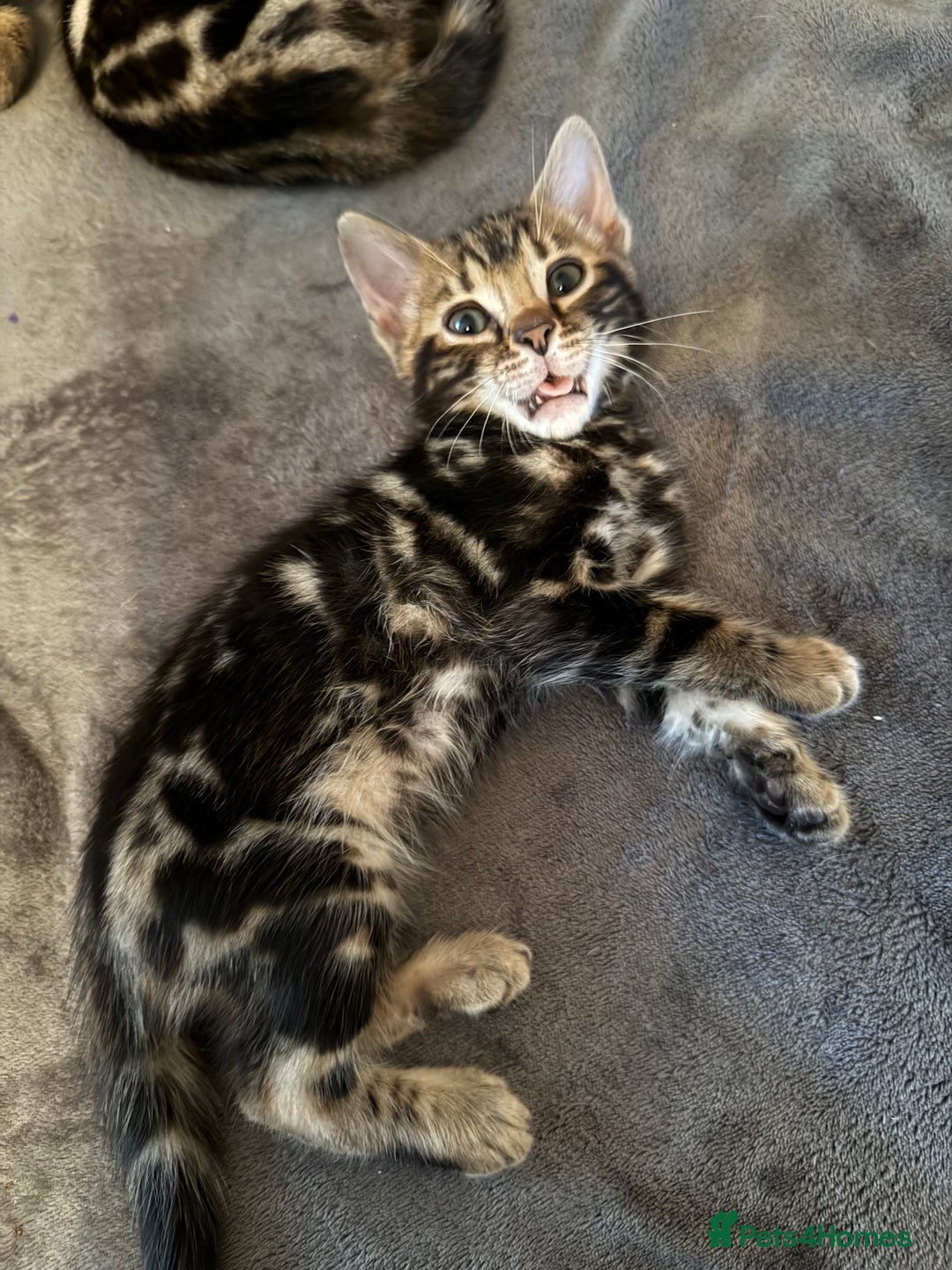 Bengal cats for sale: LAST ONE! Stunning Bengal kittens - Advert 18