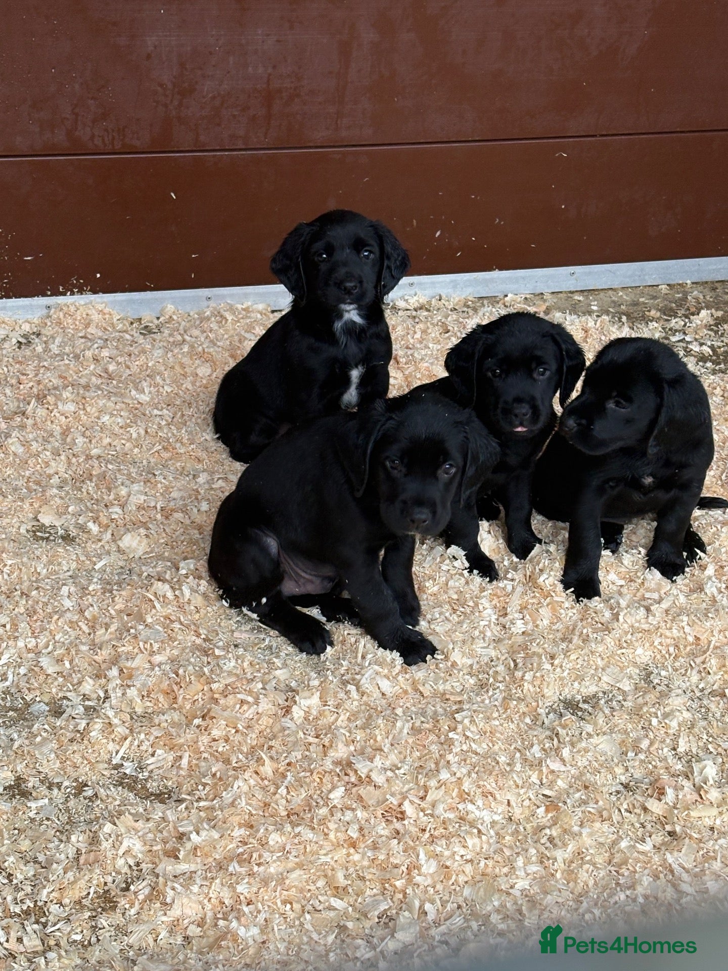 Springador dogs Beautiful little buns of joy - Advert 2