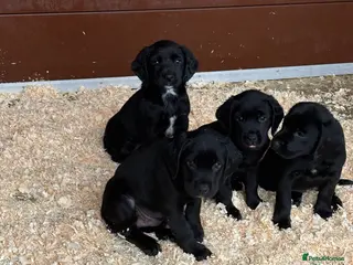 Springador dogs Beautiful little buns of joy - Advert 2