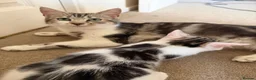 Mixed Breed cats for sale: Absolutely beautiful kittens, bengal crossbred - Advert 2