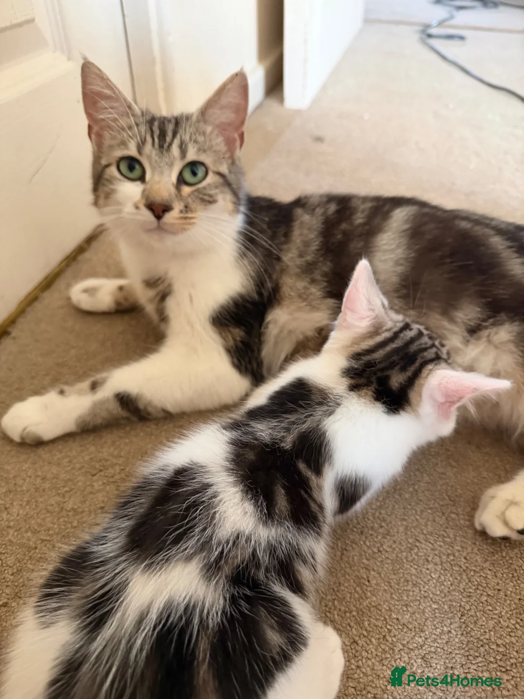 Mixed Breed cats for sale: Absolutely beautiful kittens, bengal crossbred - Advert 2