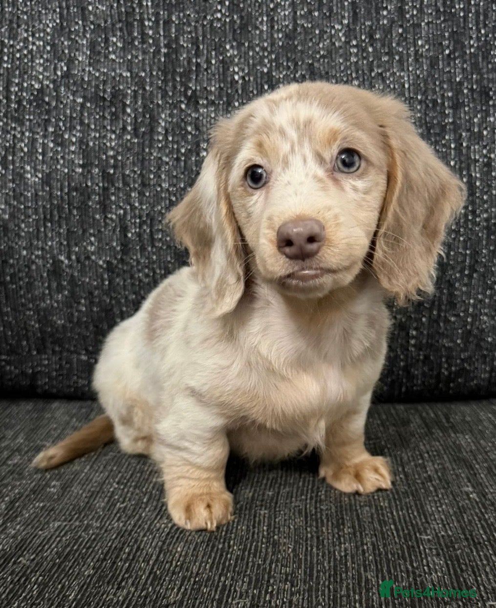Dachshund dogs Miniature Long haired Daschund - Advert 1