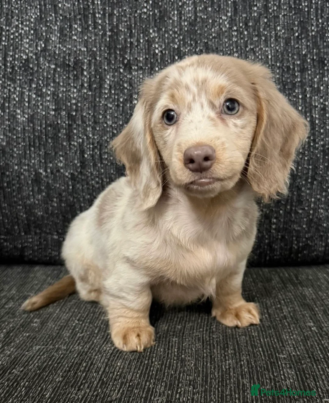 Dachshund dogs for sale: Miniature Long haired Daschund in Bootle - Advert 1