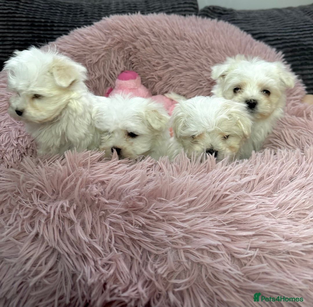 Maltese dogs for sale: Maltese puppies - Advert 6