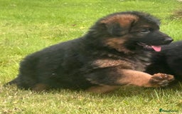 German Shepherd dogs for sale: Beautiful chunky long haired black, tan & red pups - Image 19