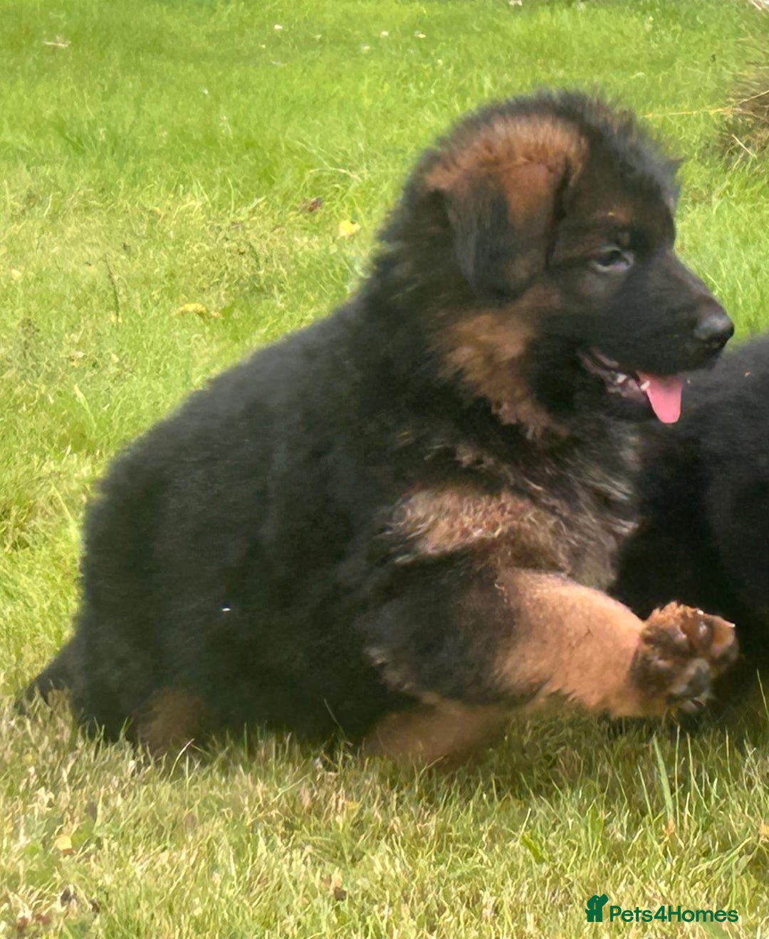 German Shepherd dogs for sale: Beautiful chunky long haired black, tan & red pups - Image 19