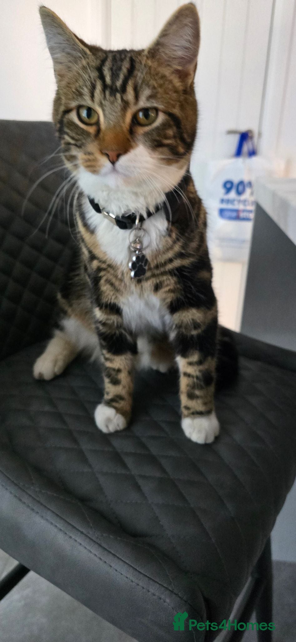 Mixed Breed cats MAINECOON/BENGAL MALE 😇  - Advert 3