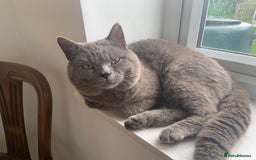 British Shorthair cats for sale: Beautiful British blues and colourpoints  - Image 20