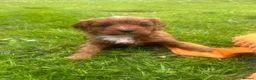 Cavapoo dogs for sale: Beautiful F1 Cavapoos - Advert 6