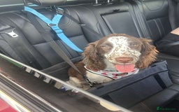 English Springer Spaniel dogs for sale: English springer spaniel  - Image 4