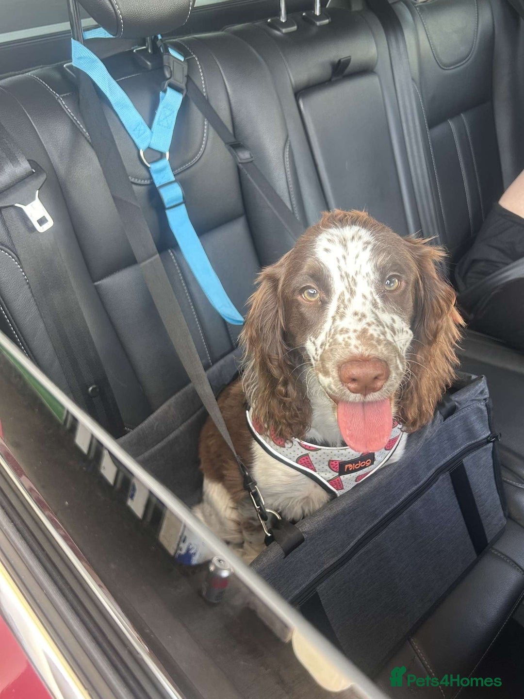English Springer Spaniel dogs for sale: English springer spaniel  - Image 4