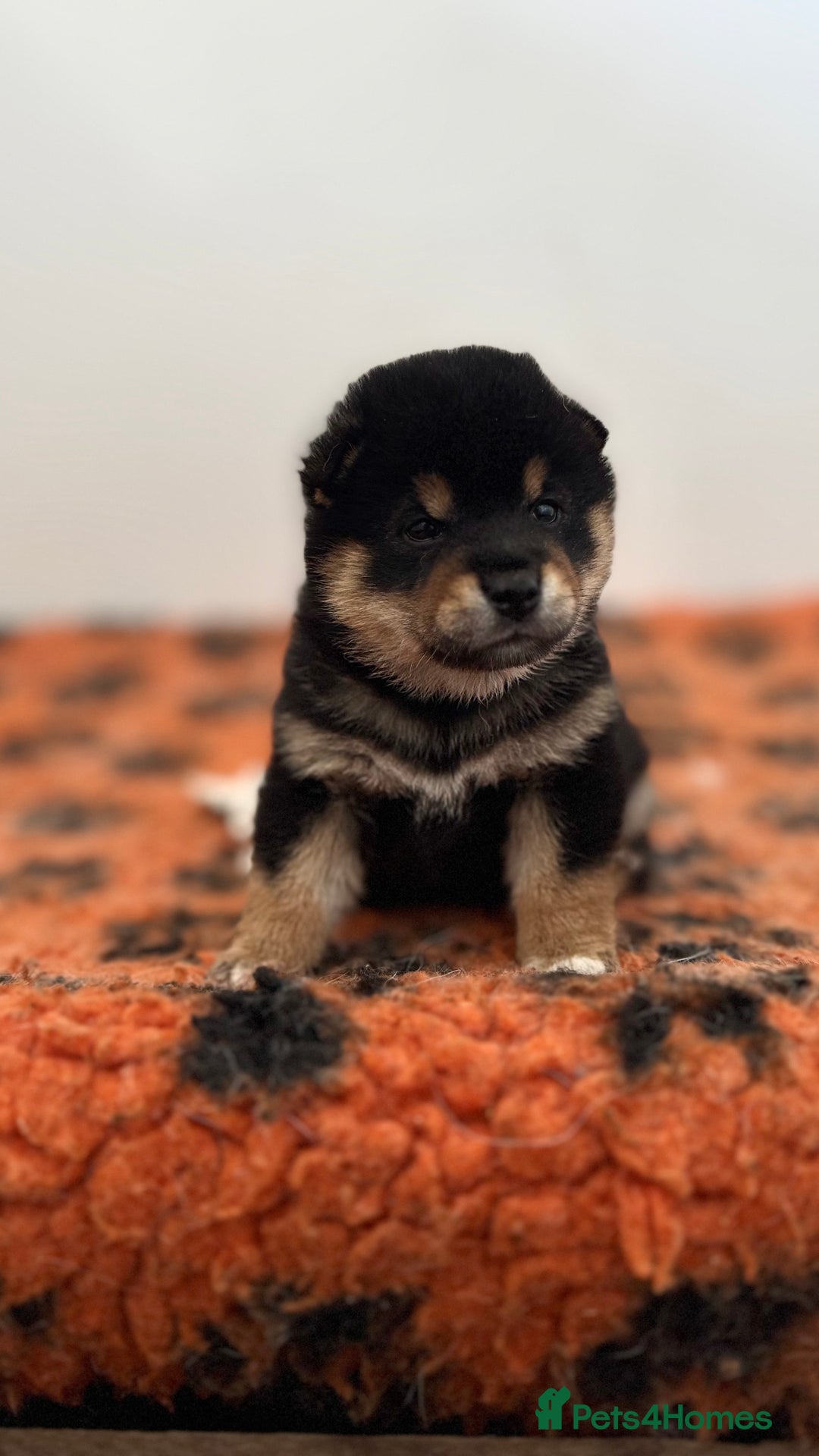 Japanese Shiba Inu dogs for sale: Shiba Inu Boy – Champion Crufts JP Heritage - Image 2