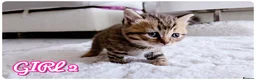 British Shorthair cats for sale: Beautiful British Shorthair Kittens – Home Raised - Advert 20