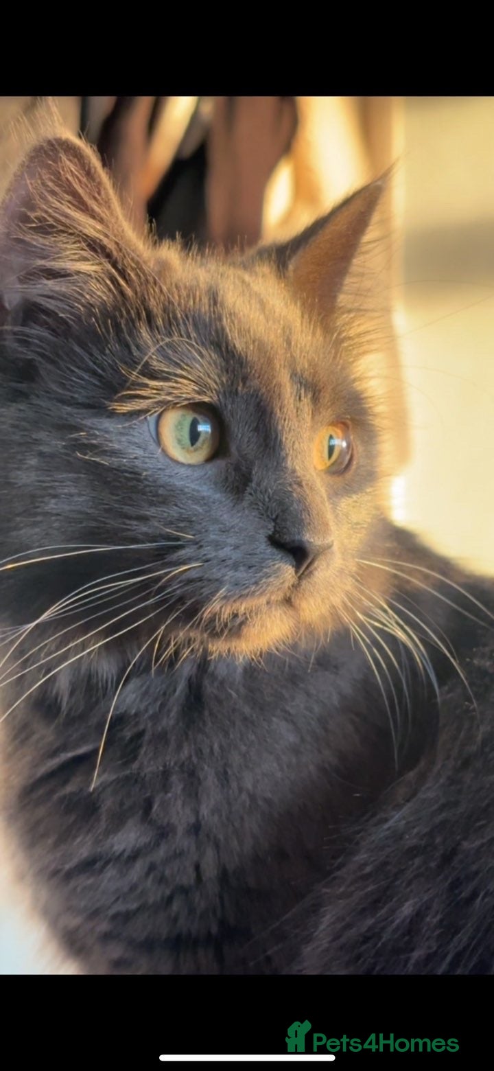 British Shorthair cats Cat for sale - Advert 1