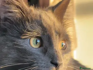 British Shorthair cats Cat for sale - Advert 1