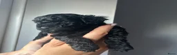 Cavapoo dogs for sale: Gorgeous black toy cavapoo puppies - Advert 10