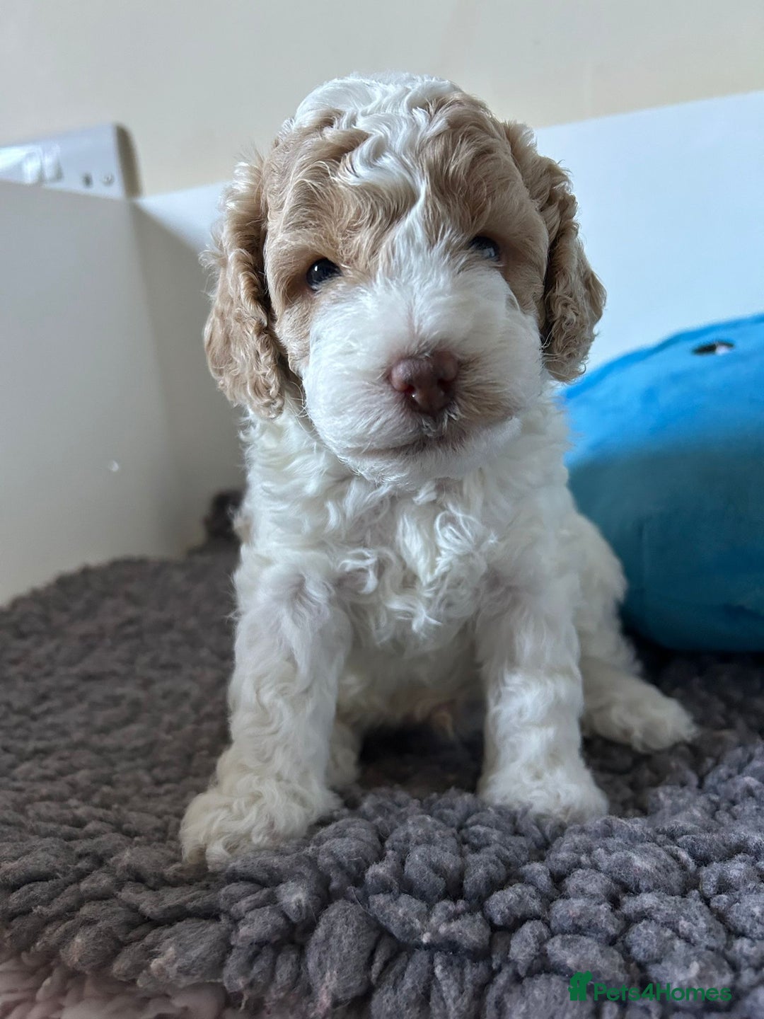 Cockapoo dogs for sale: Cockapoo Babies - Image 11