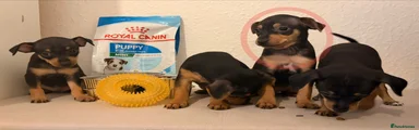 Milo