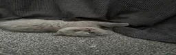 Scottish Fold cats for sale: 5 Kittens Scottish Fold - Advert 6