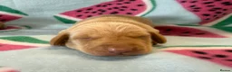 Miniature Dachshund dogs for sale: Kc Reg Smooth Haired Miniature Dachshunds  - Advert 11
