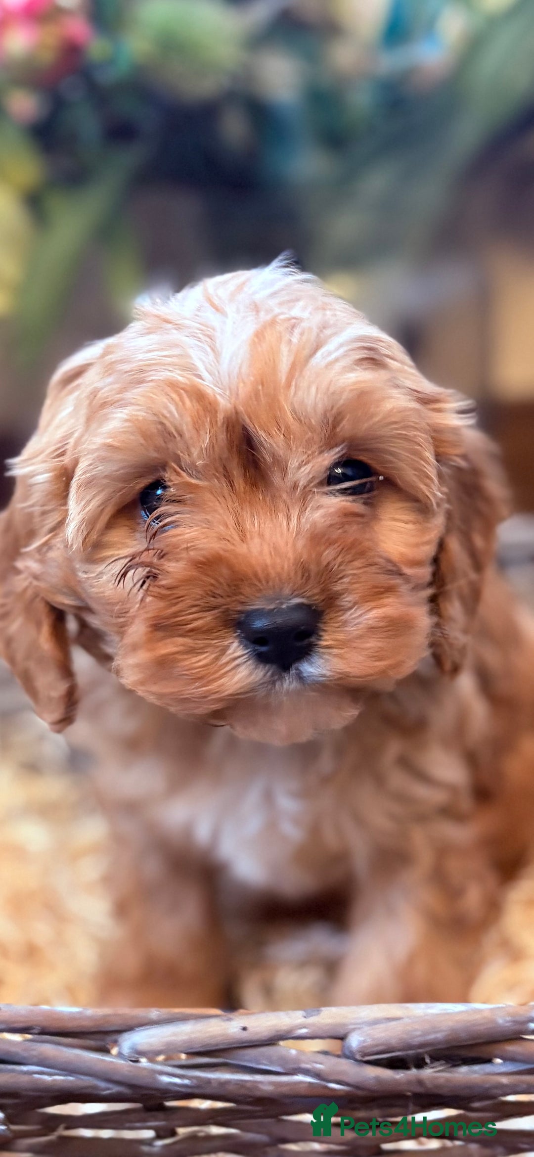 Cavapoo dogs for sale: Health tested toy cavapoo boys - Advert 28