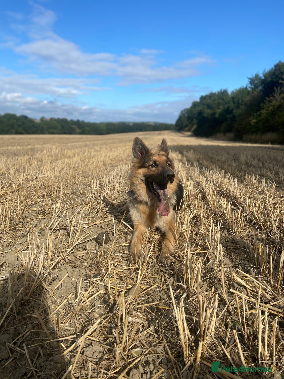 German Shepherd dogs for sale: German Shepherd Looking for Her Forever Home - Image 2