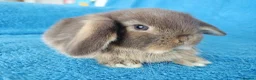 Mini Lop rabbits for sale: Baby mini lops for sale  - Advert 2