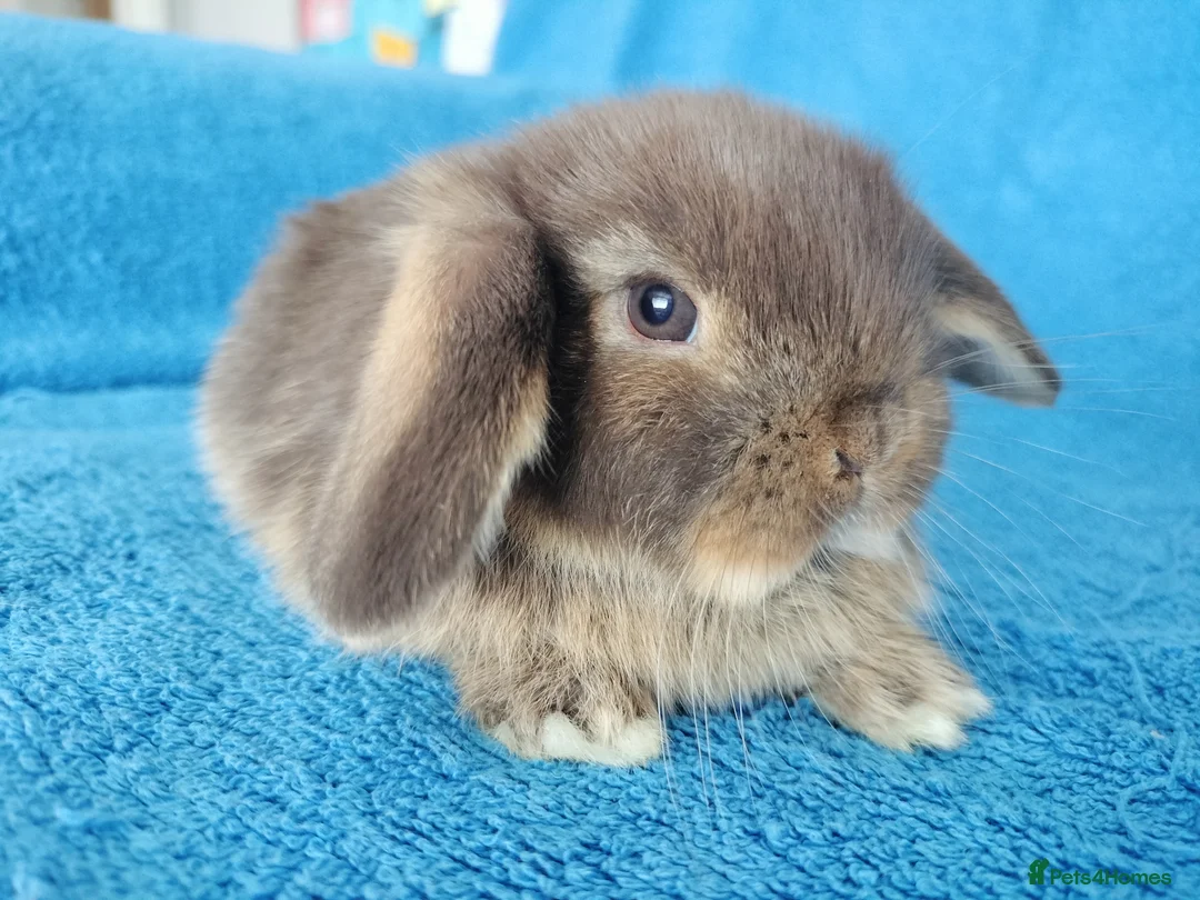 Mini Lop rabbits for sale: Baby mini lops for sale  - Advert 2