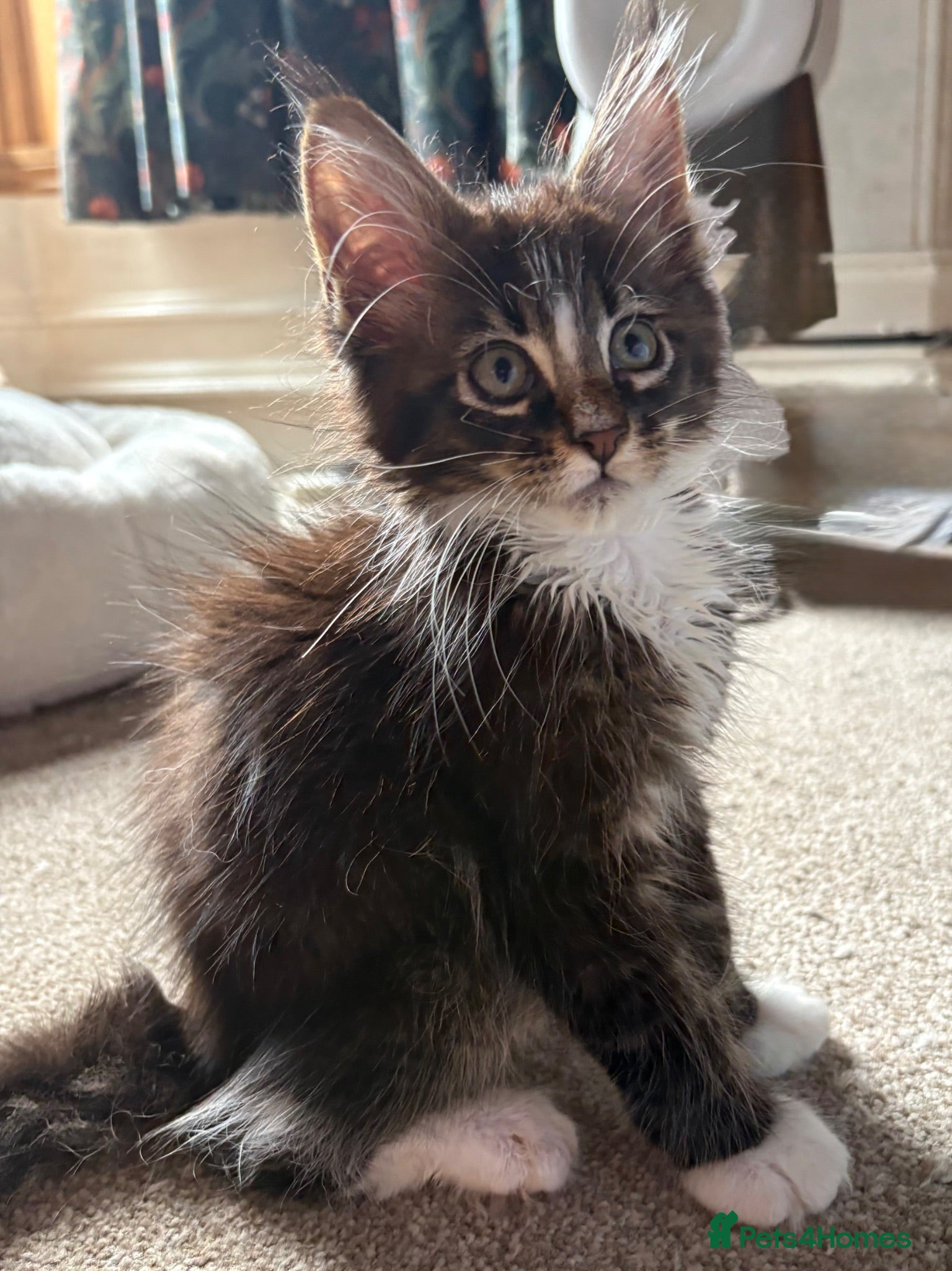 Maine Coon cats TICA Registered pedigree Maine Coon kittens - Advert 2