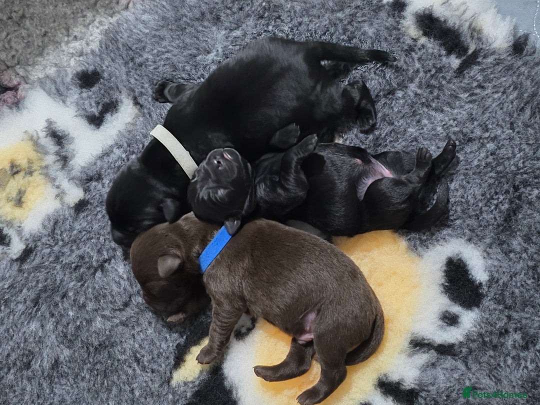 Labrador Retriever dogs for sale: 💫Stunning chocolate and black labrador pups 💫 - Image 3