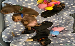 Miniature Dachshund dogs for sale: TRUE MINIATURE DACHSHUND PUPPIES  - Image 7