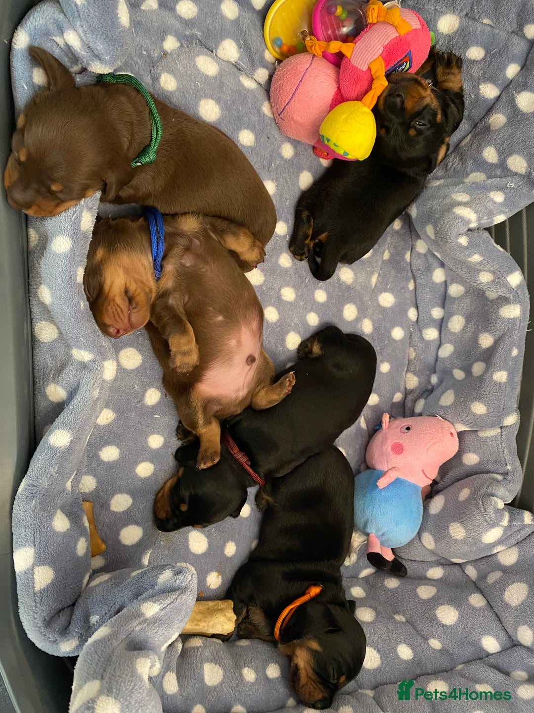 Miniature Dachshund dogs for sale: TRUE MINIATURE DACHSHUND PUPPIES  - Image 7