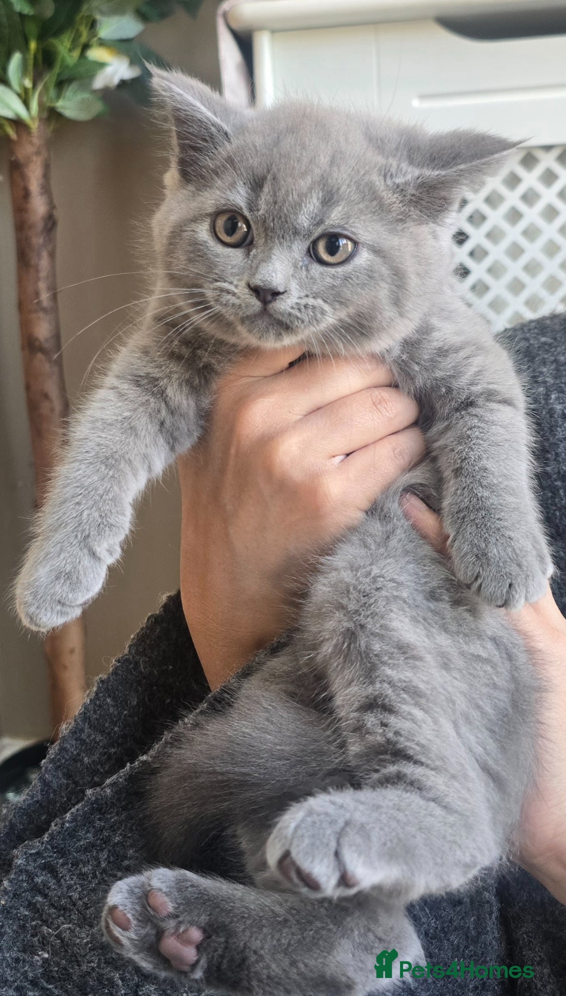 British Shorthair cats Gorgeous Cute British Short Hair Kittens - Advert 2