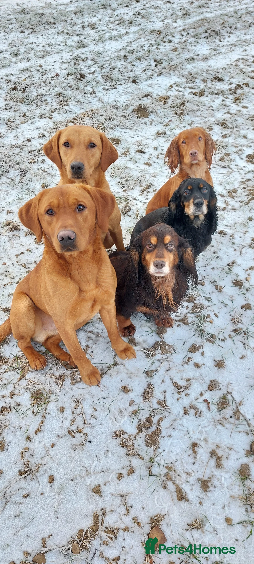 Labrador Retriever dogs for stud: Fox red working stud in Morpeth - Advert 12