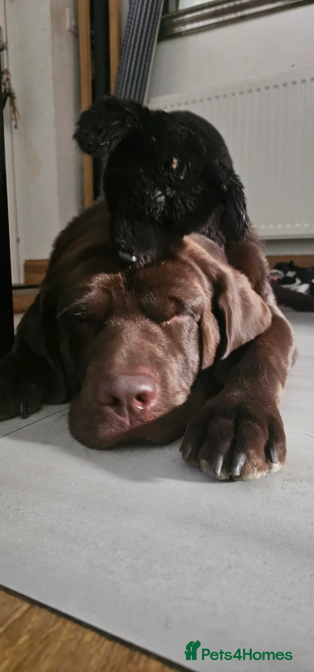 Labrador Retriever dogs for stud: Mr. Aj - Advert 8