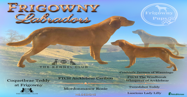 Labrador Retriever dogs - Advert 2