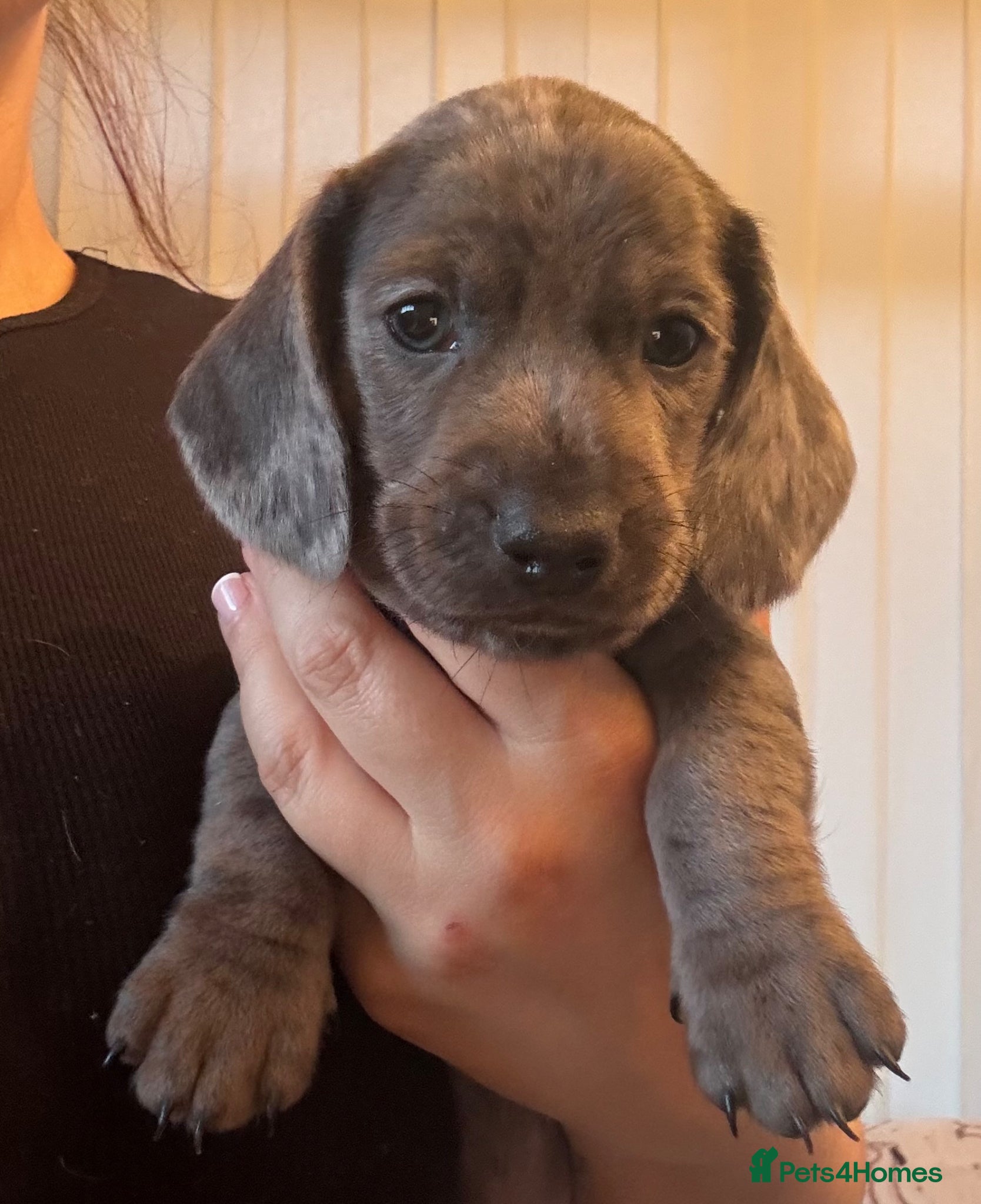 Miniature Dachshund dogs ‼️Reduced 1 Miniature Dachshund Fluffy boy left 🩶 - Advert 5