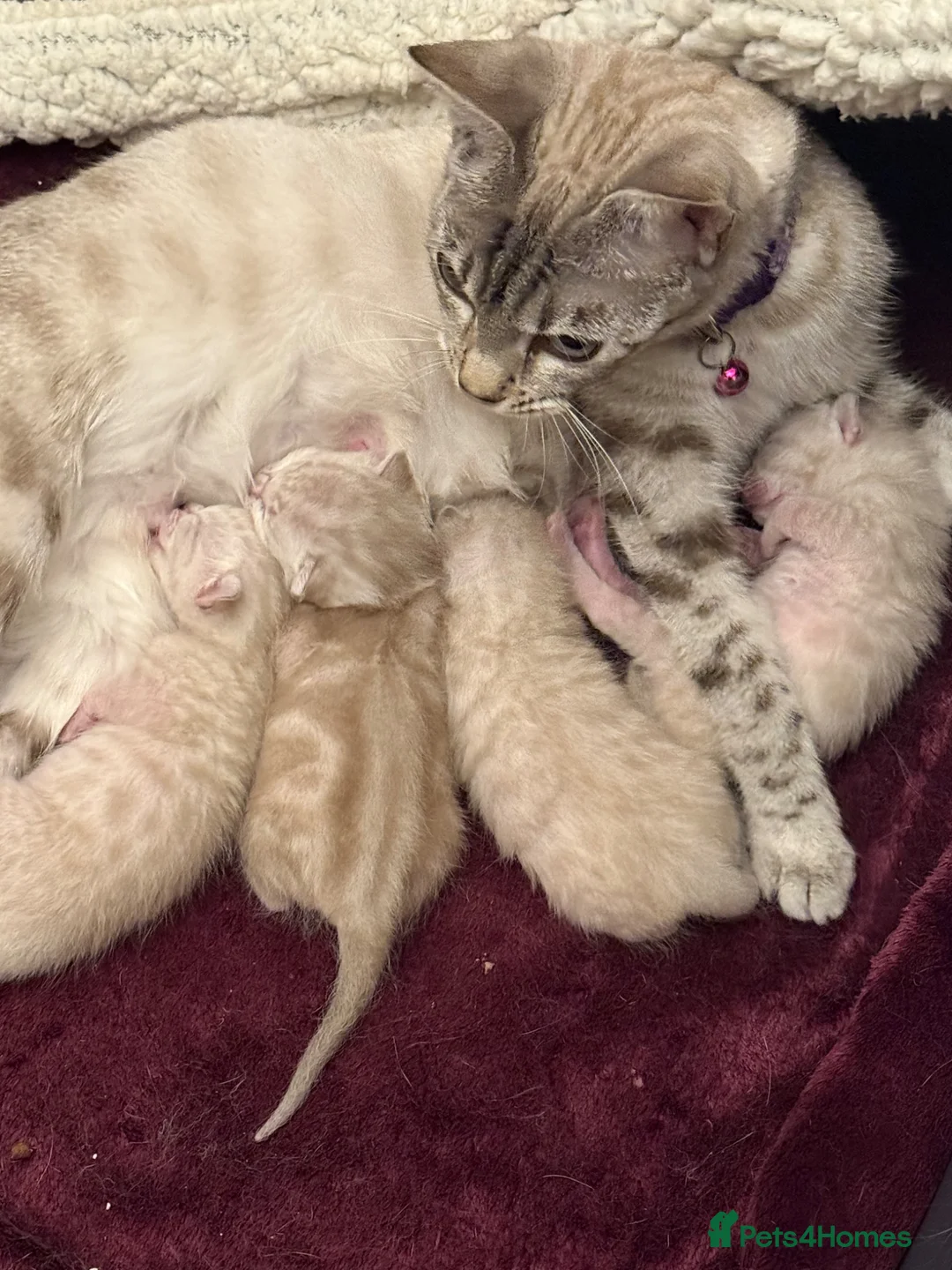 Bengal cats for sale: Snow Leopard/Bengals kittens  - Advert 16