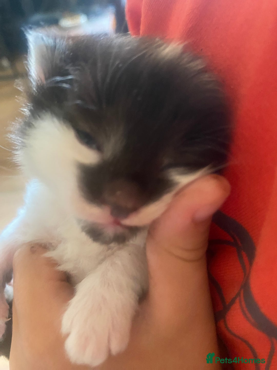 Mixed Breed cats for sale: READY NOW….Mainecoon cross Kittens (2 litters)  - Image 2