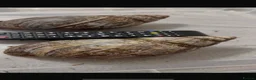 Snails invertebrates for sale: Large Ovum snails  - Advert 3