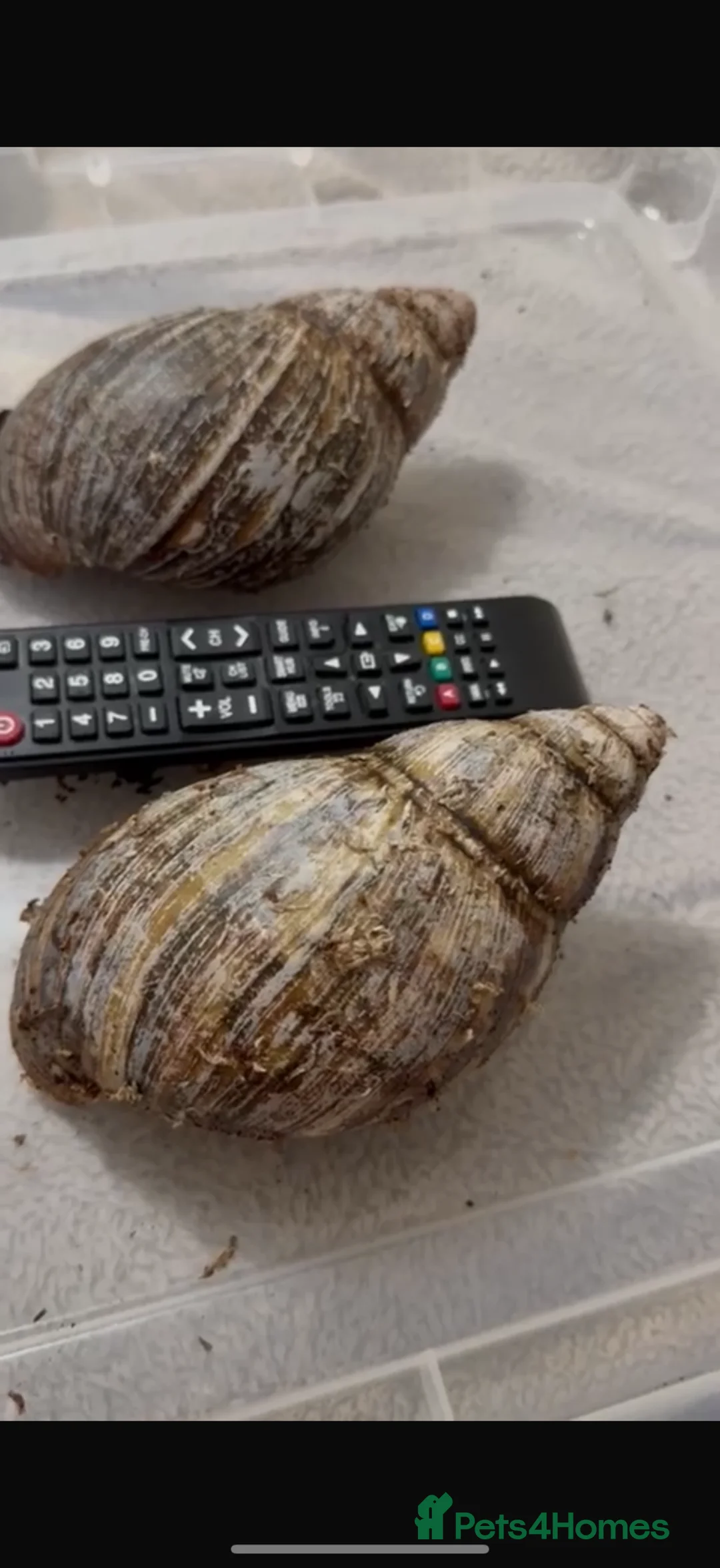 Snails invertebrates for sale: Large Ovum snails  - Advert 3