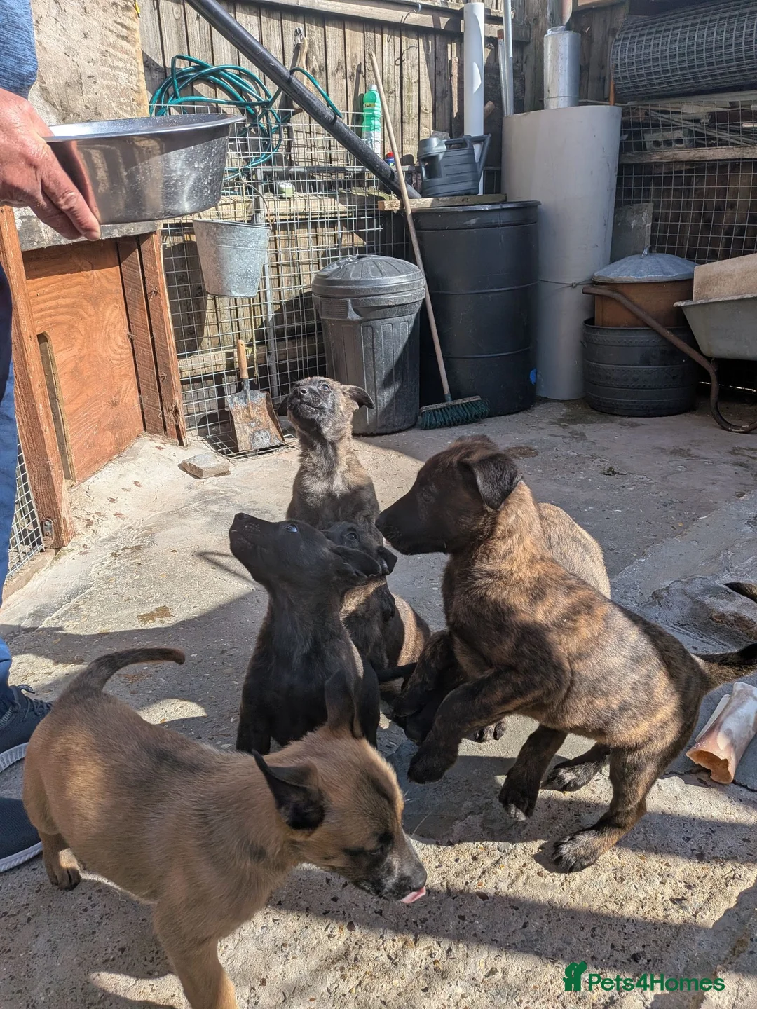 Belgian Shepherd Dog dogs for sale: Belgium mal - Advert 2