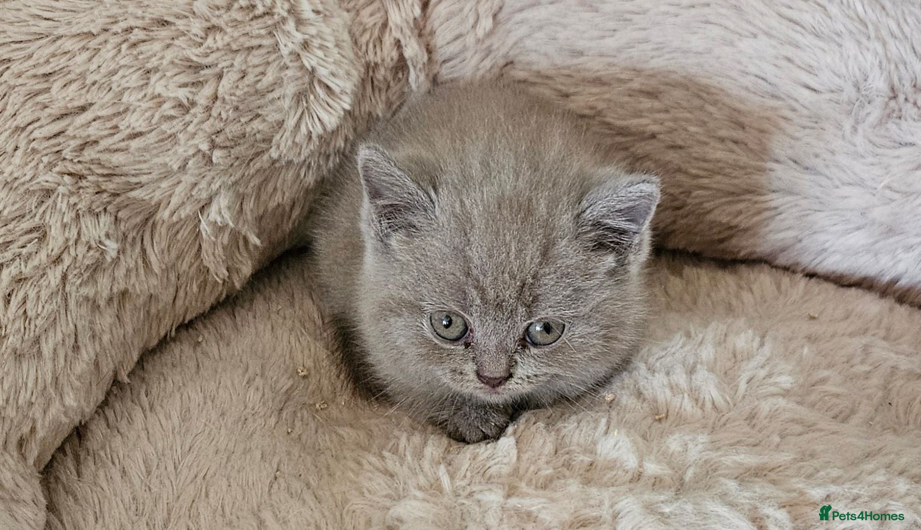 British Shorthair cats 🐾 Beautiful British Shorthair Kittens  🐾 - Advert 2