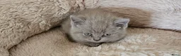 British Shorthair cats for sale: 🐾 Beautiful British Shorthair Kittens  🐾 in Coventry - Advert 2