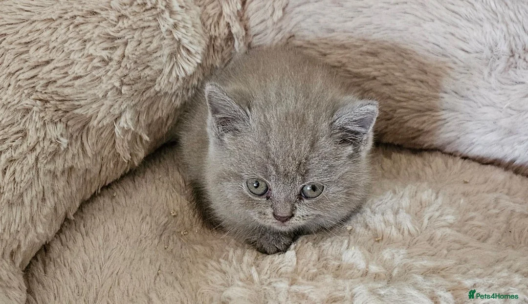 British Shorthair cats for sale: 🐾 Beautiful British Shorthair Kittens  🐾 in Coventry - Advert 2