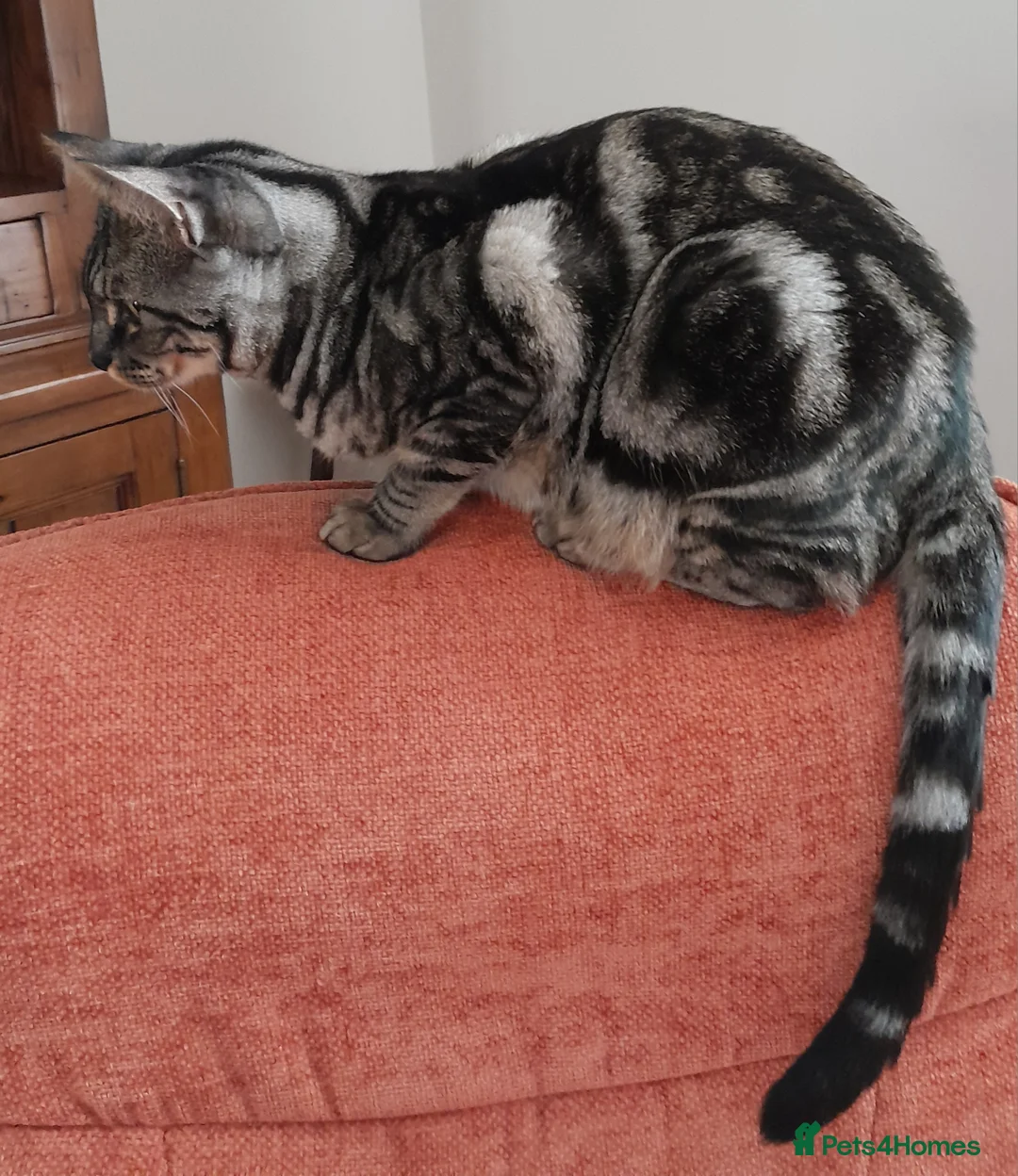 Savannah cats for sale: TICA Reg F4 Silver & Black Marbled Savannah  - Advert 19