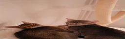 Mixed Breed cats for sale: Handsome Abyssinian Mix Boy | Home Raised - Advert 7