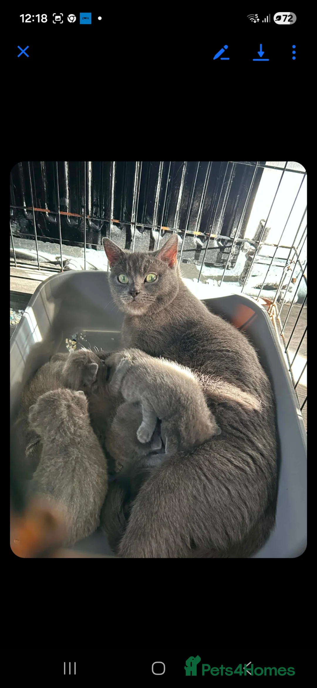 British Shorthair cats for sale: British shorthair kittens in Alfreton - Advert 1