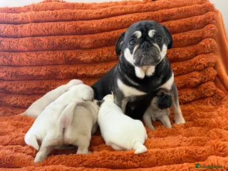 Pug dogs Perfect pug Puppies - Advert 4